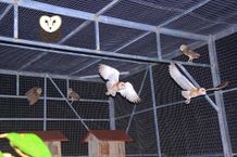 Kelompok TuwuT, Konservasi Tyto Alba Pengendali Hama Tikus Tyto Alba