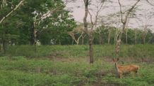 Sensasi Berpetualang di Taman Nasional Bali Barat Taman Nasional Bali Barat