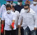 Ini Kata GPLI, Perhitungan Budidaya Lobster Capai 24 Ton Setahun Lobster