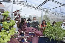 Yayasan Tamiang Bali Mandiri Panen Ikan Lele dan Sayur dengan Sistem Bioflok dan Hidroponik Panen