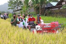 Panen Perdana Padi M70D di Klungkung Panen