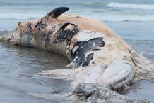 Seekor Paus Terdampar di Pantai Batu Belig Gegerkan Warga Paus Terdampar