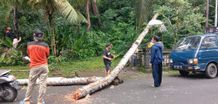 Pohon Tumbang Menimpa Bangunan Pura dan Aliran Listrik PLN Pohon Tumbang