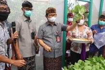 Plh. Bupati Adi Arnawa Panen Sayuran Hidroponik di BPP Abiansemal Panen