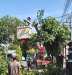 Menganggu Akses Jalan, Pohon Waru di Jalan Subak Dalem Ditebang Tebang