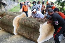 Pohon Pule Sakral Tumbang di Setra Akah Pohon Tumbang