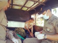 Satpol PP Kota Denpasar Tertibkan Bule Mengamuk Ngamuk