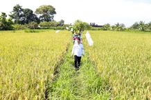Bupati Suwirta Tinjau Pertumbuhan Fisik Padi dengan Penggunaan Tiga Jenis Pupuk Padi
