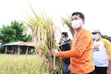 Bupati Suwirta Pimpin Panen Padi Organik, Pupuk Kompos Olahan Sampah TOSS Center Panen