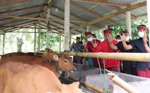 Pandemi Covid-19, Buleleng Lebih Fokus Garap Pertanian Sapi