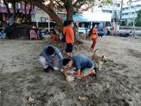 Badung Vaksinasi Puluhan Anjing Liar di Pantai Kuta dan Legian Anjing Liar