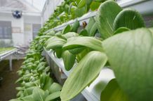 Mudahkan Pelaku Usaha Sektor Pertanian, PLN Punya Program Electrifying Agriculture Petani