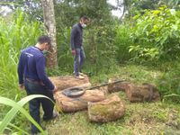Polsek Tejakula Berhasil Amankan Terduga Penebangan Pohon Sonokling Pohon