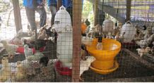 Usaha Ayam Kampung Kurang Diminati, Populasinya Turun 6,17 Persen Ayam Kampung