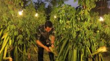 Tingkatkan Produktivitas Sektor Pertanian, PLN Ajak Petani Beralih ke Mesin Listrik Budidaya Buah Naga
