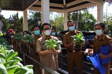 Panen Sayuran Hidroponik di Kantor Dinas Pertanian dan Pangan Panen