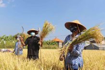 Demplot Eco-Farming, Langkah Strategis Peningkatan Produksi Pertanian di Buleleng Panen