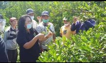 Petani Jeruk Siam Kintamani Didorong Mampu Produksi Buah di Luar Musim Petani Jeruk Siam Kintamani