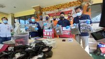 Mantap! Polresta Denpasar Berhasil Tangkap 7 Tersangka Pengedar Narkoba Narkotika