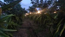 Tingkatkan Produktivitas, Petani Gianyar Manfaatkan Listrik Percepat Pertumbuhan Tanaman Buah Naga