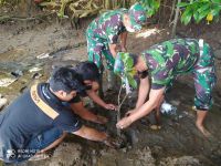 Cegah Abrasi Pantai, TNI Bersama Warga Tanam Mangrove di Pantai Pasut Mangrove