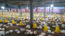 Dukung Pulihnya Ekonomi Bali di Masa Pandemi, PLN Listriki Usaha Budidaya Ayam Broiler Budidaya Ayam