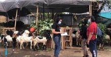 Sehari Jelang Idul Adha, Pemkot Denpasar Cek Kesehatan Hewan Kurban Idul Adha
