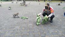 Tak Hanya Bagikan Bansos ke Warga, Kapolsek Abiansemal Juga Bagikan Makanan Kepada Ratusan Kera di Sangeh Monyet