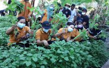 Desa Dauh Puri Kaja Panen Perdana Sayur Bayam Program PKT Sayur
