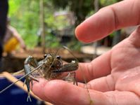 Mahasiswa UGM Berdayakan Warga Gunungkidul Lakukan Budidaya Lobster Air Tawar Lobster