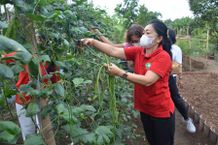 Antari Jaya Negara Panen Sayuran di Desa Sumerta Klod Panen Sayur