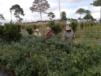 PLN Ajak Petani Modern Manfaatkan Listrik untuk Tekan Biaya Produksi Petani