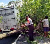 Naas, Mobil Box Tertimpa Pohon Tumbang Saat Melintas di Jalan Raya Ayunan Pohon Tumbang