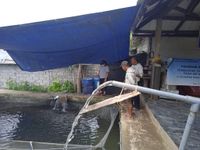 Masa Pandemi, Kelompok Mina Ayu Masih Kewalahan Penuhi Kebutuhan Benih Ikan Nelayan