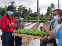 Dinas Pertanian dan Pangan Badung Sebar Ribuan Bibit Cabai Cabai