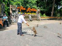 Aksi Spontanitas Karyawan PLN Bali Sumbang Pakan Kera di Lima Lokasi Pisang