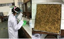 Mahasiswa UGM Manfaatkan Sekam Padi untuk Sensor Deteksi Kanker Mulut Kanker Mulut