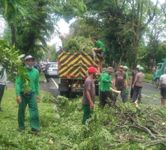 Antisipasi Resiko Akibat Badai La Nina, DLHK Denpasar Intensifkan Perompesan Pohon Perindang La Nina
