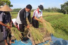 Panen Perdana Padi Organik di Subak Ayunan Abiansemal Panen