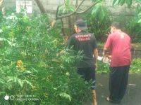Tim Respon Cepat Desa Pemecutan Kelod Sigap Atasi Pohon Tumbang Pohon Tumbang