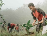 Fakultas Pertanian UGM Tanam 1.000 Bibit Kopi Robusta di Gunung Gambar Bibi kopi robusta