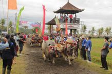 Dua Tahun Vakum, Bupati Tamba Lepas Mekepung Jembrana Cup 2021 Makepung
