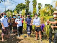 Wabup Jembrana Ingin Tingkatkan Produktivitas dan Produksi Komoditas Pertanian Panen