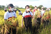 Cegah Standing, Bupati Suwirta Panen Padi Organik Olahan Pupuk TOSS Panen Padi