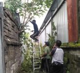 Antisipasi Pohon Tumbang di Musim Penghujan, Tim Respon Cepat Desa Sumerta Klod Lakukan Perompesan Pohon Pohon Tumbang