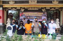 Polres Badung Amankan WNA Sang Petani Ganja Ganja