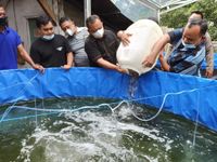 Tebar 10.000 Benih Lele, Bupati Tamba Harapkan Kelompok Kreatif di Masa Pandemi Lele