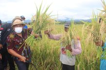 Wujudkan Ekosistem Pertanian Berkelanjutan, Bupati Tamba Panen Padi Organik di Denplot BPP Mendoyo Padi