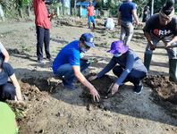Suplai Pakan Sapi, Fakultas Peternakan Unud Gelar Jumat Kedas dan Menanam Hijauan Pakan Sapi Unud