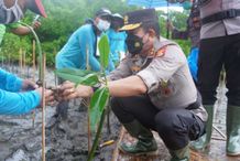 Jaga Ekosistem Alam, Kapolda Bali Tanam Ribuan Mangrove di Kedonganan Kapolda Bali Tanam Pohon